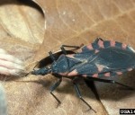 Kissing Bugs leave their mark